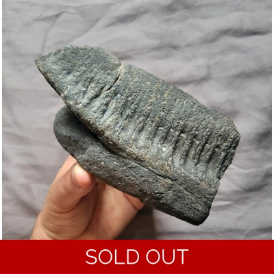 Rare Great Quality Hadrosaur Jaw Section Fossil Dinosaur Bone From Montana